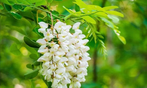 醒脾健儿颗粒和头孢可以一起吃吗孕妇-醒脾健儿颗粒和头孢可以一起吃吗网醒脾健儿颗粒和头孢可以一起吃吗孕妇知识网站,分享头孢能和醒脾养儿颗粒一起吃吗大全